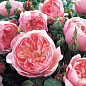 Роза английская "Alan Titchmarsh" (саженец класса АА+) высший сорт