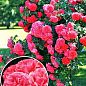 Роза плетистая "Розариум Ютерзен" (саженец класса АА+) высший сорт
