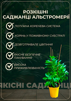 Альстромерия inticancha "Navayo" (выращено in-vitro) С1,51