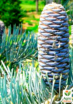Ялиця Каліфорнійська Блакитна (Abies concolor glauca) горщик P95