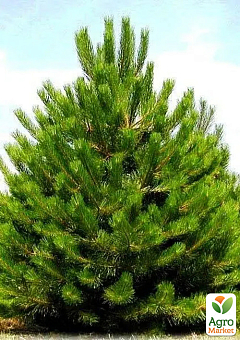 Сосна обыкновенная 4-х летняя (Pinus sylvestris) С3, высота 50-70см1