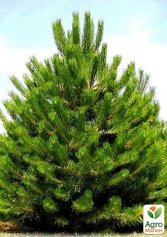 Сосна обыкновенная 4-х летняя (Pinus sylvestris) С3, высота 50-70см