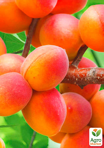 Абрикос "Краснощекий" (летний сорт, ранний срок созревания) - фото 4