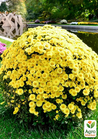 Хризантема мультифлора куляста "Ourasi Yellow"
