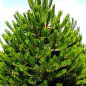 Сосна обыкновенная 4-х летняя (Pinus sylvestris) С3, высота 50-70см