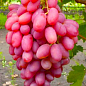 Эксклюзив! Виноград насыщенно-розовый "Звезды в шоке" (премиальный сорт, морозостойкий кишмиш, очень сладкий)