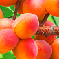 Абрикос "Краснощекий" (летний сорт, ранний срок созревания)