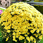 Хризантема мультифлора куляста "Ourasi Yellow"