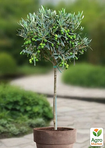 LMTD Олива "Green Life" 3 роки на штамбі (висота 70-90см) - фото 5