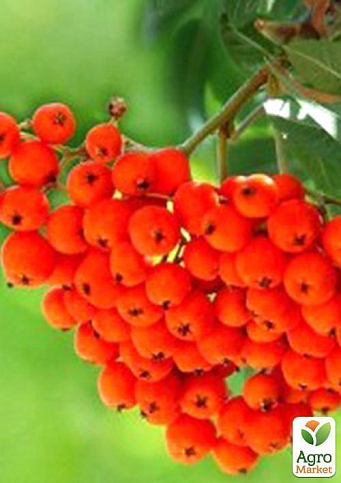 Рябина "Красноплодная"  - фото 4