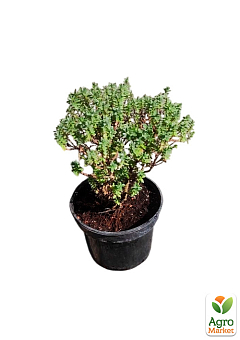 Хебе товстолиста 2-х річна (Hebe pinguifolia) С2, висота 15-25см1