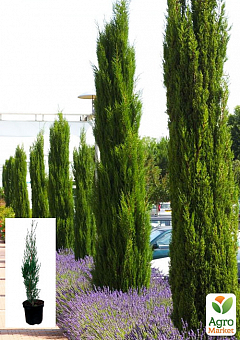 Кипарис вічнозелений 3-х річний «Stricta» С3, висота 40-60см2