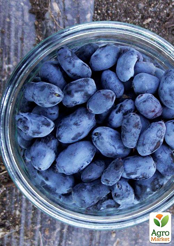 Жимолость "Гордість Кубані" (середньопізній термін дозрівання, один з лідируючих сортів) - фото 8