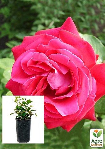 Троянда в контейнері чайно-гібридна "Duftwolke" (саджанець класу АА+)