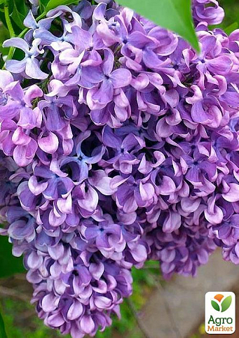 Сирень лилово-пурпурная "Капитан Гастелло" (Captain Gastello) - фото 5