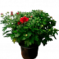 Хризантема Садовая "Aduro Red" (горшок ф12 высота 20-30см) цена