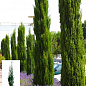 Кипарис вечнозеленый 3-х летний "Stricta" С3, высота 40-60см
