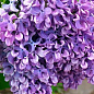 Сирень лилово-пурпурная "Капитан Гастелло" (Captain Gastello)