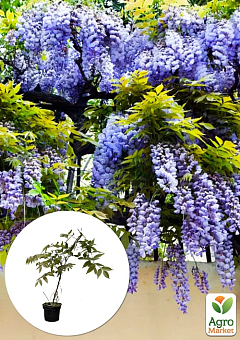 Глициния 2-х летняя китайская "Блу сапфир" (Wisteria chinensis Blue Sapphire)  высота саженца 20-40см7