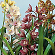Цимбидиум микс "Cymbidium mixed" дм. 14 см выс. 65 см