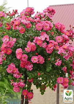 Роза штамбовая "Fuchsia Majendecor" (саженец класса АА+) высший сорт2