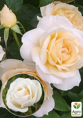 Роза флорибунда "Lions Rose" (саженец класса АА+) высший сорт