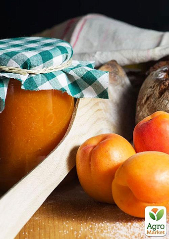 Ексклюзив! Абрикос колоновидний яскраво помаранчевий з легким рум'янцем "Сонячне літо" (Sunny summer) (преміальний середньостиглий сорт) - фото 8