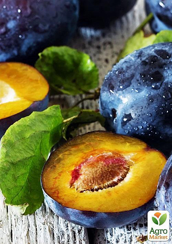 Ексклюзив! Слива темно-синя "Галактика" (Galaxy) (канадська селекція, преміальний супер соковитий сорт) - фото 5