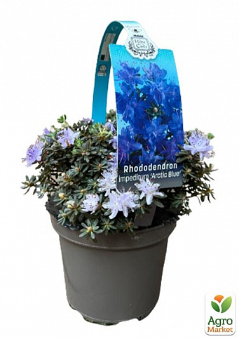 LMTD Рододендрон квітучий 2-х річний "Arctic Blue" (висота 20см) - фото 2