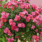 Роза штамбова "Fuchsia Majendecor" (саджанець класу АА +) вищий сорт