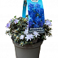LMTD Рододендрон цветущий 2-х летний "Arctic Blue" (высота 20см) купить
