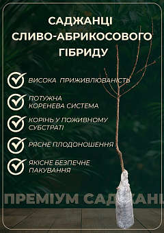 Слива-абрикос колоновидна "Шедевр" (Masterpiece) (літній сорт, середній термін дозрівання)10