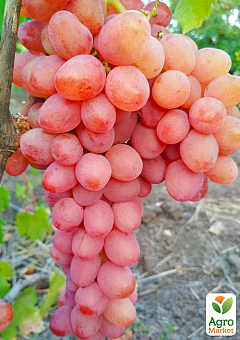 Виноград вегетирующий кишмиш "Находка" 1