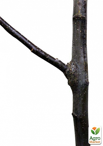 Дерево-сад Яблуня "Гренні Сміт+Амброзія+Джероміні" - фото 3