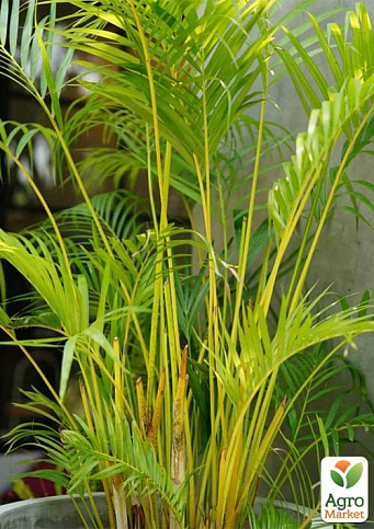 LMTD Пальма Дипсис "Dypsis lutescens" висота 40-50см - фото 6