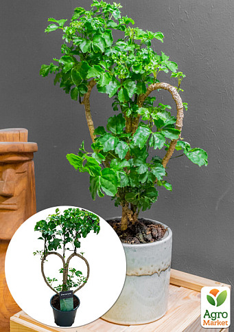 Бонсай "Polyscias Heart" высота 30-40см