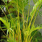 LMTD Пальма Дипсис "Dypsis lutescens" висота 40-50см