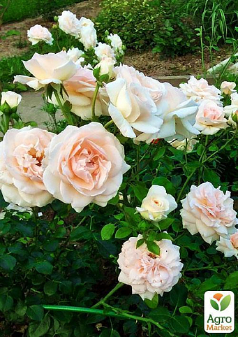 Роза чайно-гібридна "Пенні Лейн" (саджанець класу АА +) вищий сорт NEW