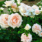 Роза чайно-гібридна "Пенні Лейн" (саджанець класу АА +) вищий сорт NEW