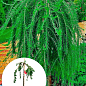 Лиственница Европейская на штамбе 5-ти летняя "Larix Pendula" (С5, высота 120-150см)