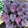 Гейхера (Heuchera) "Velvet Night" 1 шт