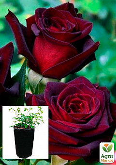 Роза в контейнере плетистая "Черная Королева" (саженец класса АА+)1