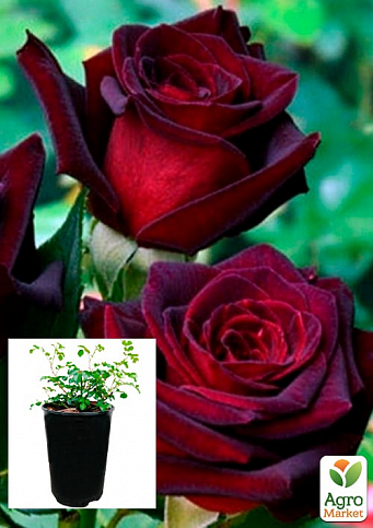 Троянда в контейнері плетиста "Чорна Королева" (саджанець класу АА+)
