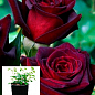 Троянда в контейнері плетиста "Чорна Королева" (саджанець класу АА+)