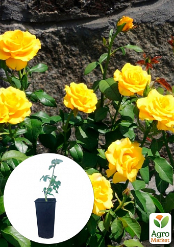 Троянда в контейнері чайно-гібридна "Kerio" (саджанець класу АА+)
