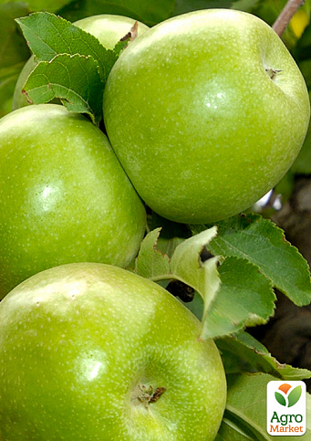 Яблоня "Гренни Смит" (зимний сорт, поздний срок созревания)