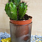 Кактус "Эхиноцереус" (Echinocereus berlandierii) (Нидерланды)