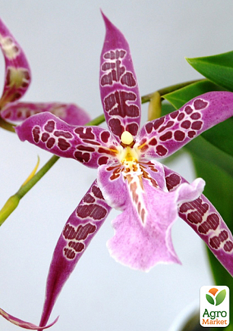 Орхидея Камбрия "Odontioda Stirbic Purple" - фото 2