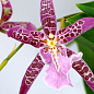 Орхидея Камбрия "Odontioda Stirbic Purple" купить
