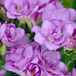 Фрезия махровая "Violet" 5шт в упаковке